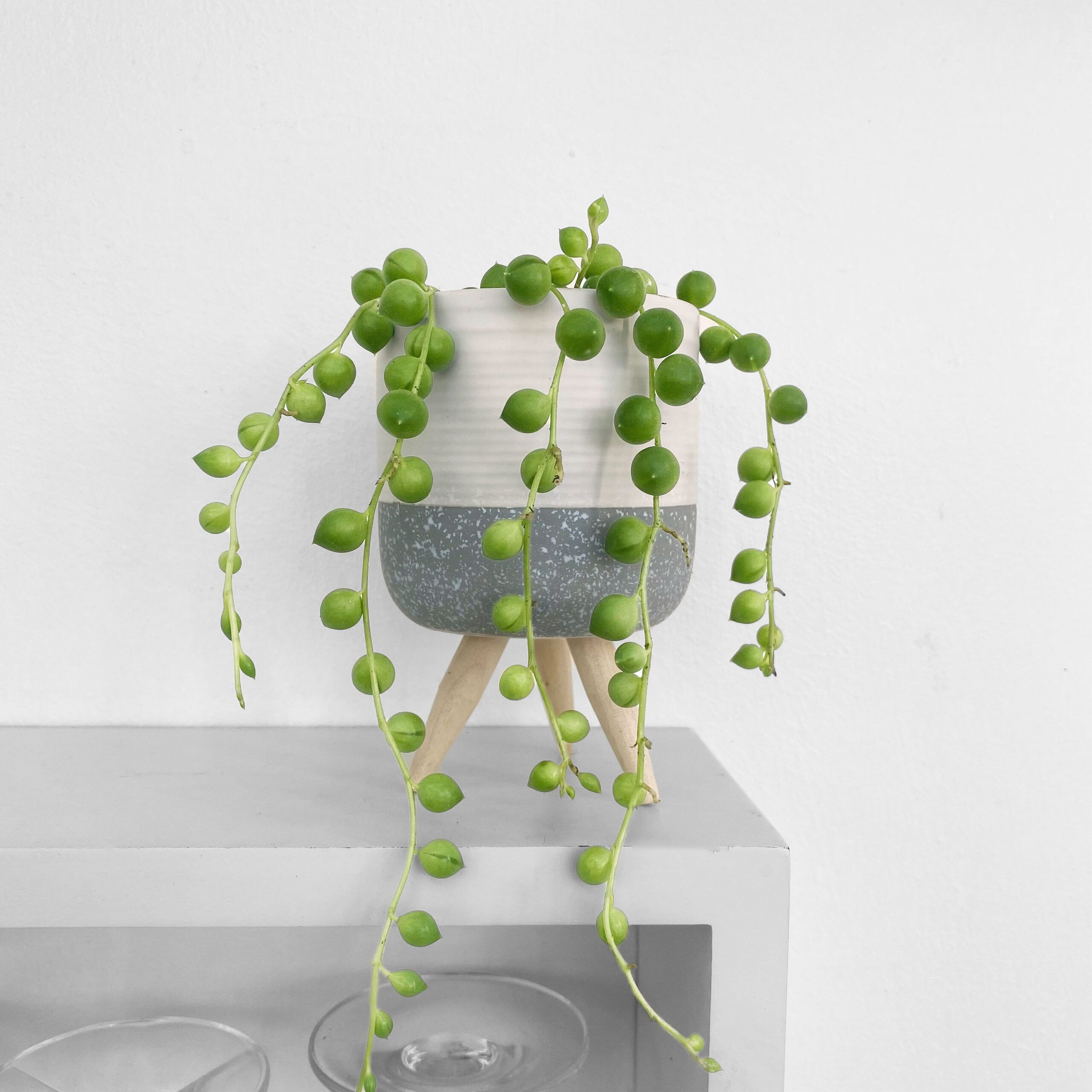 String of Pearls Senecio rowleyanus Trailing Succulent House Plant in small raised pot