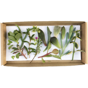 Cuttings of various plants in a box