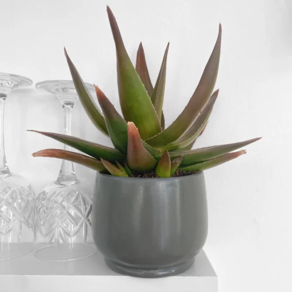 Aloe Black Gem succulent house plant in medium ceramic pot